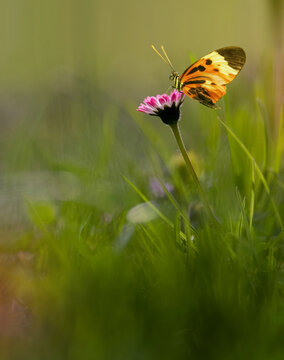 Fototapeta A butterflies on dandelion flower in the spring grass