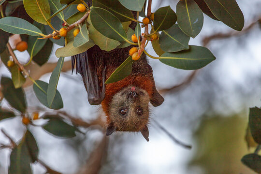 Close-up of a grey-headed flying-fox, Pteropus poliocephalus, also known as fruit bat, hanging upside down on a native fig tree where it feeds on its fruit, in Centennial Park, Sydney, Australia.