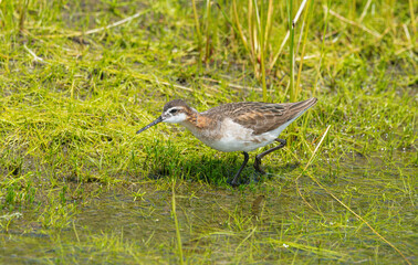 Wilson's Phalaropes chase water bugs  in swamps and ponds