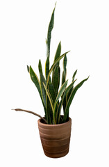 Snake Plant in pot with isolated on white