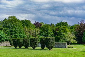 Gort, Co. Galway, Ireland: A row of upright Irish Yew trees (Taxus baccata) in the walled garden at Coole Park.