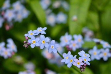 Myosotis sylvatica or wood forget-me-nots growing wild, close up