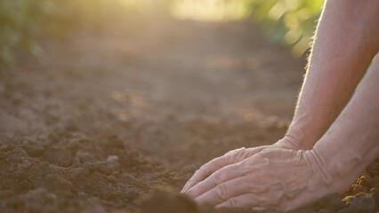 Hands of elderly female farm worker gathering fertile soil in both hands to examine the quality. Agronomist working in farm field, checking soil on bright sunset background. Close up, Slo motion