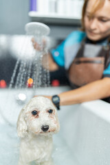 Vertical photo of a woman washing a dog in a bathtub in a pet salon
