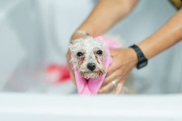 Worker drying a dog with a towel in a dog salon
