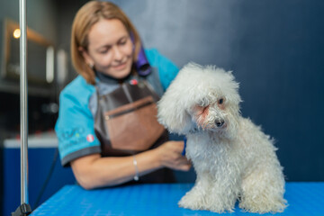 Small white dog sitting on a table in a dog show next to a worker