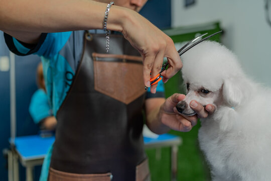 Worker holding the head of a dog while cutting its hair in a pet salon