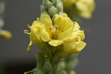 Great mullein (Verbascum thapsus) flowers. Scrophulariaceae plants. The flowering season is from August to September, and it is a medicinal herb that is effective for respiratory and skin diseases.