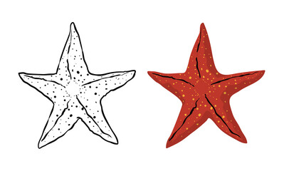 Starfish in outlines version and colored one, Vector illustration