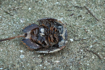 Horseshoe crab on the sand by the beach