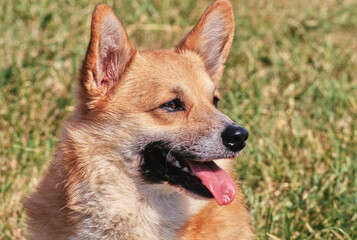 Close up of Corgi on grass