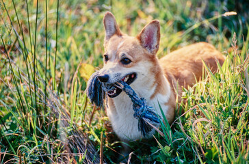 Corgi in field with rope toy