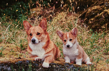 Corgi parent and puppy in field on rock