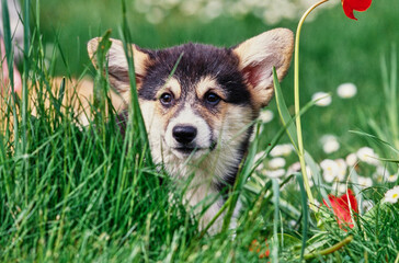Corgi puppy in long grass with flowers