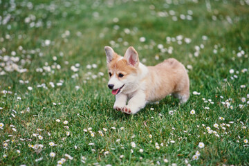Naklejka na ściany i meble Corgi puppy running in field with white flowers