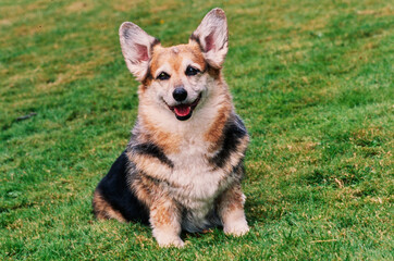 Corgi sitting in grass