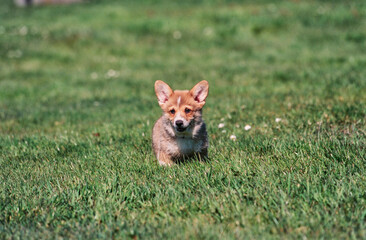 Corgi puppy in grass with white flowers