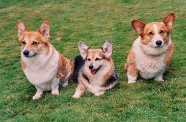 Corgis sitting in grass