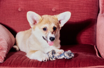 Corgi sitting on red chair with rope toy