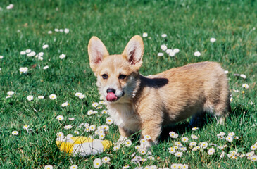 Corgi in grass with white flowers and toy