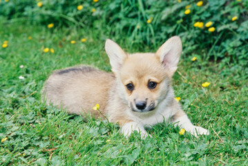 Corgi puppy outside on grass with yellow flowers