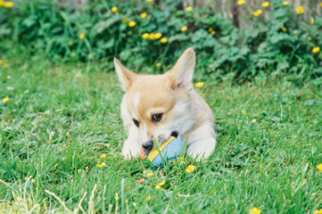 Corgi puppy outside on grass with yellow flowers chewing ball