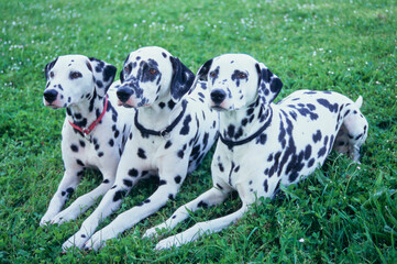 Three dalmatians in grass