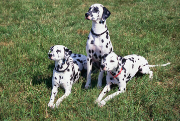 Three dalmatians in grass