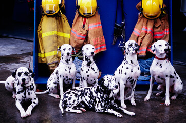 Several dalmatians sitting in front of firefighter gear