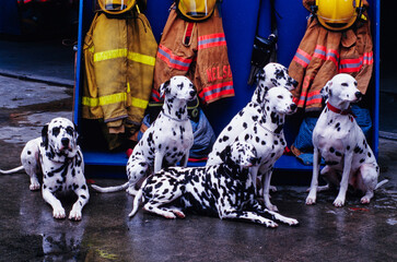 Several dalmatians sitting in front of firefighter gear