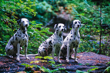 Three dalmatians sitting on a large rock surrounded by greenery