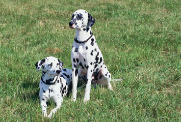 Two dalmatians in grass