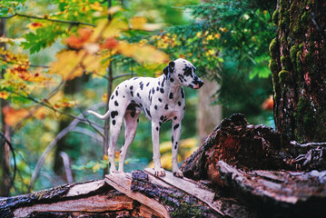 Dalmatian standing on a fallen log