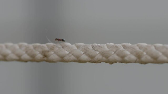 Ants crawling on rope. Insects running on dirty clothesline on street. Wildlife. Close up. Macro.