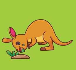 cute kangaroo eating grass. isolated cartoon animal illustration vector