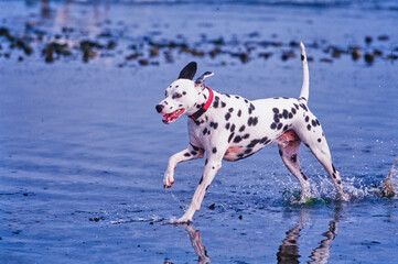 Dalmatian running through water