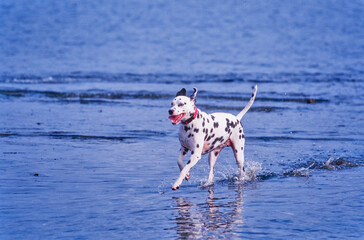 Dalmatian running through water