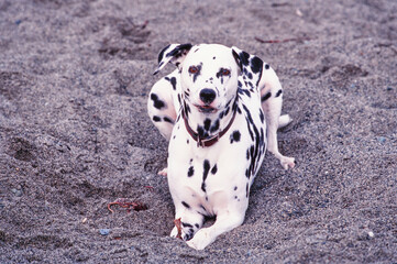 Dalmatian laying in sand
