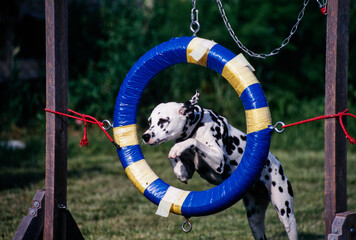 Dalmatian jumps through hoop