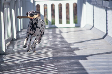 Dalmatian running with bone in mouth