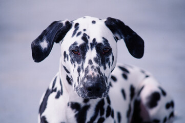 Close-up of a dalmatian's face on white background