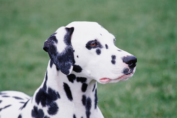 Close-up of a dalmatian laying in grass