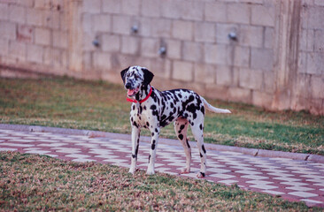 Dalmatian standing on red and white checkered sidewalk