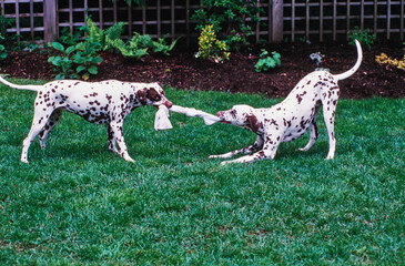 Two dalmatians playing tug in grass