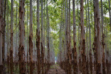 Fototapeta premium Forest Plantation 