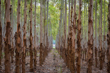 Forest Plantation 