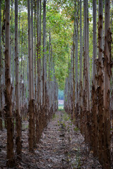 Forest Plantation 