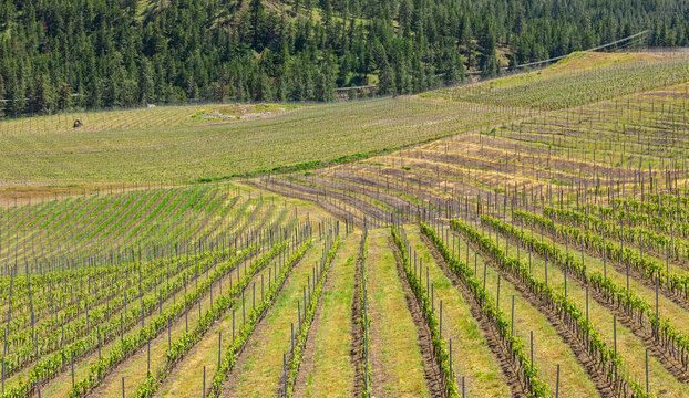 Okanagan Valley, vineyards near Penticton BC. Wine country in Western Canada. Rows of grapes lead down to the waters