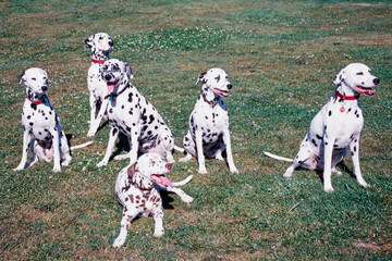 Many dalmatians sitting in a field