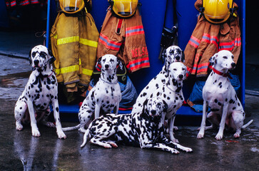 Several dalmatians sitting in front of firefighter gear